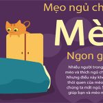 Mẹo ngủ chung với mèo để được ngon giấc