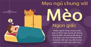 Mẹo ngủ chung với mèo để được ngon giấc