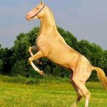 Akhal-Teke – Loài ngựa đẹp nhất thế giới, có mồ hôi đỏ như máu