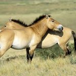 Lần đầu nhân bản thành công loài ngựa nguy cấp