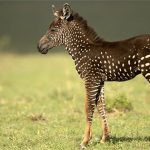 Bất ngờ với chú ngựa vằn đốm đầu tiên trên thế giới