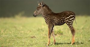 Bất ngờ với chú ngựa vằn đốm đầu tiên trên thế giới