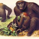 Vì sao vượn người chuyển sang đi bằng hai chân?