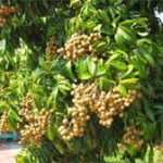 Bình tuyển nhãn đầu dòng để bảo tồn giống đặc sản