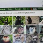 Nhận diện động vật hoang dã trực tuyến