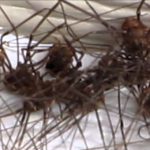 Trị chứng sợ hãi bằng trí tuệ nhân tạo