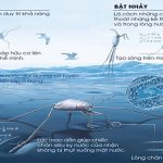 Những bí ẩn của loài nhện nước viễn dương – sinh vật đến thần thánh cũng không thể nhấn chìm