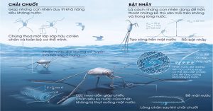 Những bí ẩn của loài nhện nước viễn dương – sinh vật đến thần thánh cũng không thể nhấn chìm