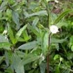 Phòng trị sốt xuất huyết bằng thuốc nam