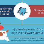 Những sai lầm khi nuôi chó mà bạn cần tránh