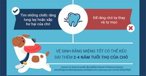 Những sai lầm khi nuôi chó mà bạn cần tránh