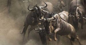 Những điều kỳ lạ và thú vị khiến du khách kinh ngạc về châu Phi