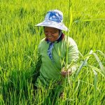 Thái Lan phát triển giống lúa mới chịu được tác động của lũ lụt