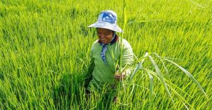 Thái Lan phát triển giống lúa mới chịu được tác động của lũ lụt