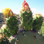 Chất béo trong hạt xương rồng Nopal Việt Nam cao hơn của Đức