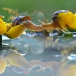 Những màn “khóa môi” nóng bỏng của động vật (Phần 2)