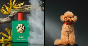 Dolce & Gabbana ra mắt nước hoa dành riêng cho chó
