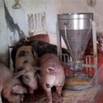 Nhà sáng chế nuôi lợn bằng thức ăn sinh học có thảo dược