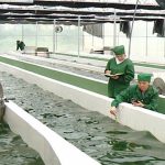 Việt Nam nhân nuôi thành công chủng giống tảo xoắn Spirulina