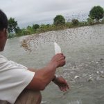 Hệ thống tách chất thải ao nuôi cá tra công nghiệp