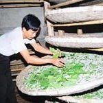 Thanh Hóa: Số người bị ngộ độc do ăn tằm, nhộng tằm tăng vọt