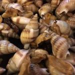 Có một loại ốc độc hơn cả thạch tín, ăn vào có thể sống thực vật cả đời