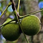 Ăn nhiều hạt óc chó giảm nguy cơ ung thư vú