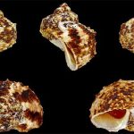 Những loài ốc biển chứa độc tố gây chết người