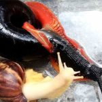 Chiêm ngưỡng loài ốc sên lửa khổng lồ chỉ tìm thấy ở bán đảo của Malaysia