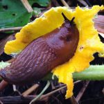 Giun chui vào ruột ốc sên để “đi nhờ”
