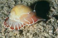 Loài ốc “mặc áo giáp”