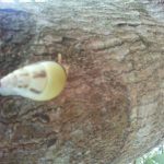 Loài ốc đặc biệt