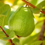 Kỹ thuật trồng ổi lê Đài Loan trong chậu đơn giản, năng suất cao