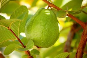 Kỹ thuật trồng ổi lê Đài Loan trong chậu đơn giản, năng suất cao