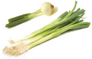 Trồng và thâm canh hành tây xuất khẩu