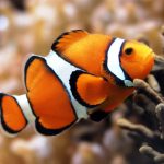 Cá hề cam sắp tuyệt chủng