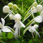 Làm sao để lan rừng nở hoa?
