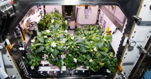 Ớt trổ hoa kết trái trên Trạm Vũ trụ Quốc tế ISS