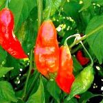 Ớt cay nhất thế giới