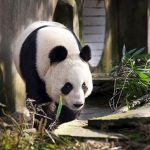 Gấu trúc Trung Quốc trở lại Anh sau 20 năm