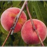 Vị thuốc từ quả đào