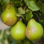 Các nhà khoa học giải mã được trình tự gene quả lê