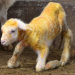 Nhân bản vô tính cừu mang gene của giun