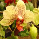 Sự ra hoa của lan Hồ Điệp
