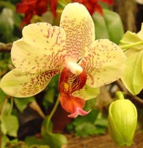 Sự ra hoa của lan Hồ Điệp