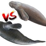 Phân biệt dễ dàng bò biển và lợn biển: Hai sinh vật quý hiếm nhìn khá giống nhau, cực dễ!