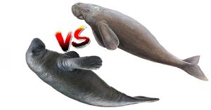 Phân biệt dễ dàng bò biển và lợn biển: Hai sinh vật quý hiếm nhìn khá giống nhau, cực dễ!