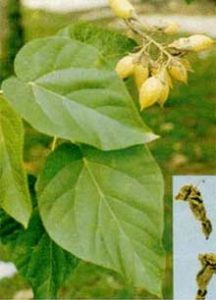 Cây pháo đồng – Paulownia fortunei (seem) Hemst