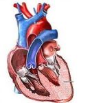 Phát hiện nhiều loại biến thể gen gây bệnh tim