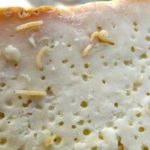 Đặc sản pho mát thối đầy giòi của Italy